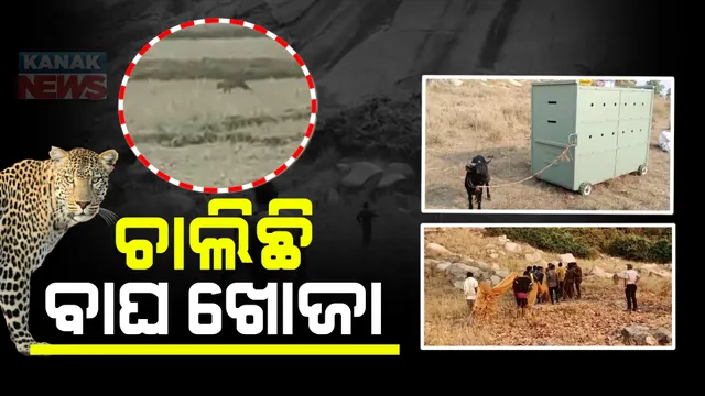 ସୁନ୍ଦରଗଡ଼ର ଗେଲାଇବାହାଲ ଗାଁରେ ବାଘ ଆତଙ୍କ। ଶିକାର ଉଦ୍ଦେଶ୍ୟରେ ଘର ବାଡ଼ିକୁ ପଶି ଆସୁଛି କଲରାପତରିଆ ବାଘ।