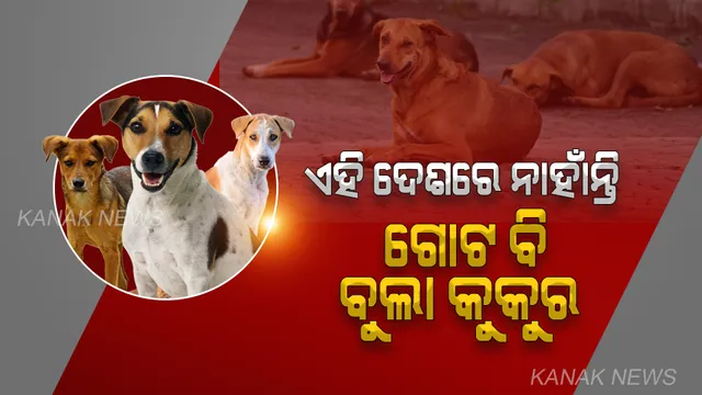 ବୁଲା କୁକୁର ମାମଲାରେ ଏହି ଦେଶ ଆଣିଛି କଠୋର ଆଇନ । ଦେଶରେ ନାହାଁନ୍ତି ଗୋଟିଏ ବି ବୁଲା କୁକୁର