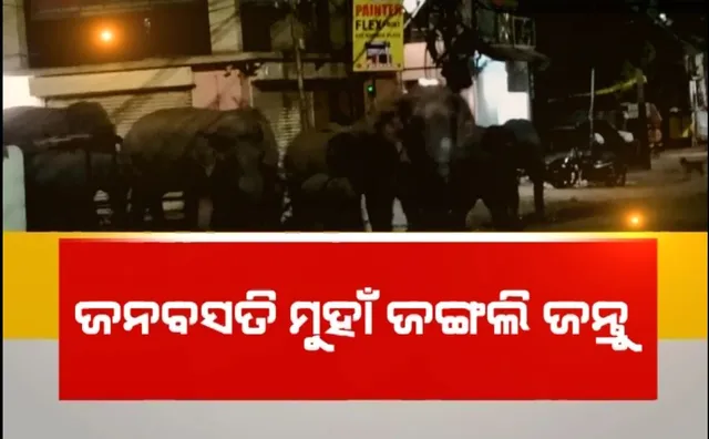 କେନ୍ଦୁଝରରେ ମହାବଳ, ଝାସରୁଗୁଡାରେ ହାତୀ, ନୂଆପଡାରେ ବାଘ ଆତଙ୍କ। ଜନବସତି ମୁହାଁ ଜଙ୍ଗଲୀ ଜନ୍ତୁ।
