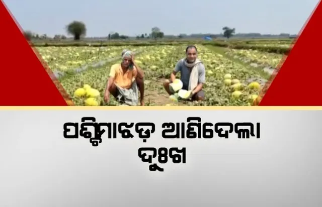 ପଶ୍ଚିମାଝଡ଼ ଆଣିଦେଲା ଦୁଃଖ। ଉଜାଡିଦେଲା ବାରିପଦା ଅଞ୍ଚଳର ଚାଷୀଙ୍କ ତରଭୁଜ ଫସଲ ।