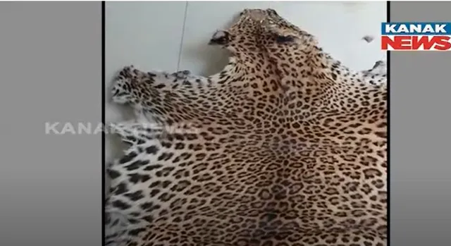 ଗ୍ରାହକ ବେଶରେ ଶିକାରୀକୁ ମାଡ଼ି ବସିଲା ଏସଟିଏଫ, କଲରାପତରିଆ ବାଝ ଛାଲ, ୨ଟି ହରିଣ ଛାଲ ଜବତ