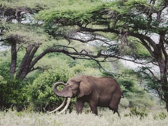 ବିଦ୍ୟୁତ ଆଘାତରେ ଦନ୍ତାର ମୃତ୍ୟୁ । ଝୁଲା ଅବସ୍ଥାରେ ରହିଥିଲା ୧୧ କେଭି ତାର