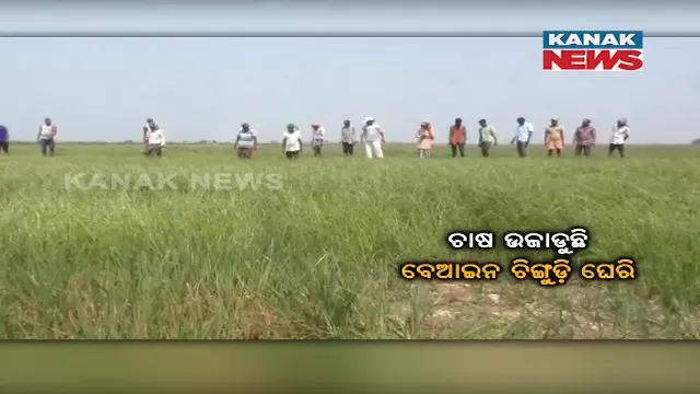 କେନ୍ଦ୍ରାପଡ଼ା ରାଜକନିକାରେ ଚାଷ ଉଜାଉଛି ଚିଙ୍ଗୁଡ଼ି ଘେରି। ଲୁଣା ଓ ରସାୟନିକ ପାଣି ଯୋଗୁଁ କ୍ଷତି ହେଉଛି ଫସଲ।