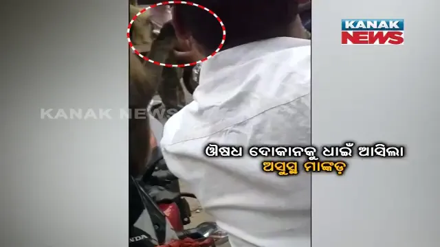 ଯନ୍ତ୍ରଣା ବୁଝି ଅସୁସ୍ଥ ମାଙ୍କଡର କଲେ ସେବା : ଓଆରଏସ, ଜୁସ୍ ପିଇ ହେଲା ସୁସ୍ଥ