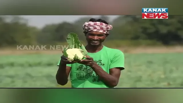 ଜୈବିକ ପଦ୍ଧତିରେ ଫୁଲକୋବି ଚାଷ କରି ଲାଭବାନ ହେଉଛନ୍ତି ସୁନ୍ଦରଗଡ଼ର ଚାଷୀ। ଆଇଟିଡିଏ ପକ୍ଷରୁ ମିଳୁଛି ପ୍ରୋତ୍ସାହନ।