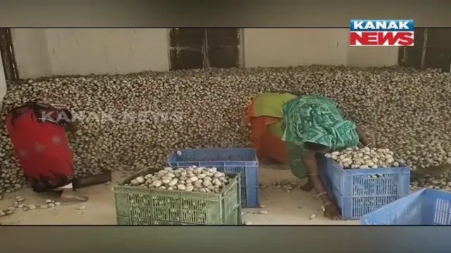 ଚାଷୀଙ୍କୁ ରୋଜଗାର ଦେଉଛି ଟସର ଚାଷ। ସହାୟତା ଯୋଗାଉଛି ସୁକିନ୍ଦାରେ ଥିବା ଟସର ପାଇଲଟ୍ ପ୍ରୋଜେକ୍ଟ ।