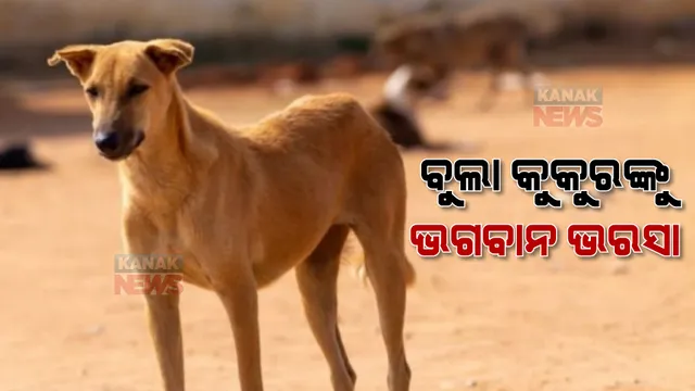 ବୁଲା କୁକୁରଙ୍କୁ ଭଗବାନ ଭରସା। ବଦଳୁଛି ଲୋକଙ୍କ ଧାରଣା, ରାସ୍ତାରେ ପଲ ପଲ କୁକୁର ଦେଖି ବଢ଼ୁଛି ଭୟ ଓ ଘୃଣାଭାବ।