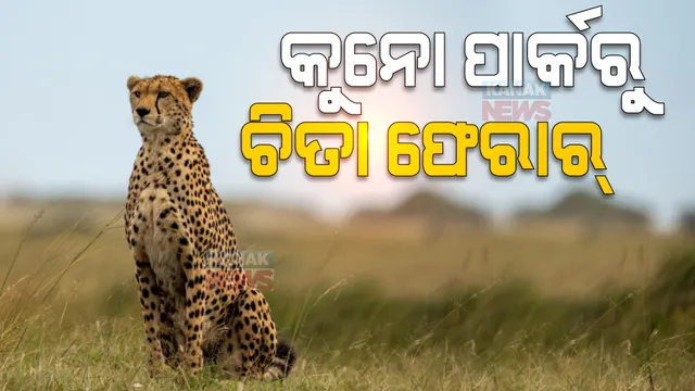 କୁନୋ ପାର୍କରୁ ଚିତା ଫେରାର : ସ୍ଥାନୀୟ ଗାଁରେ ପଶିଲା, ଆତଙ୍କିତ ଗ୍ରାମବାସୀ; ଗତବର୍ଷ ସେପ୍ଟେମ୍ବରରେ ନାମିବ୍ୟାରୁ ଆସିଥିଲେ ୮ ଚିତା