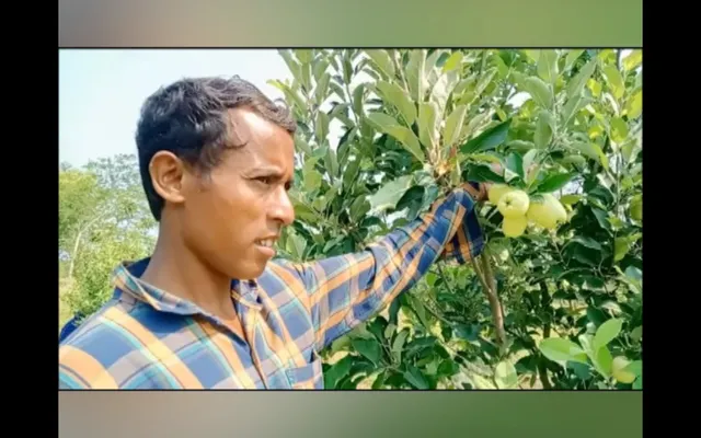 କଳାହାଣ୍ଡିରେ ସେଓ ଚାଷର ନୂଆ ସମ୍ଭାବନା ସୃଷ୍ଟି କରିଛନ୍ତି ଚାଷୀ କାଳେଶ୍ୱର କାଣ୍ଡ, ହିମାଚଳରୁ ନୂଆ ପ୍ରଜାତିର ଚାରା ଆଣି ଫଳାଇଛନ୍ତି ସବୁଜ ସେଓ