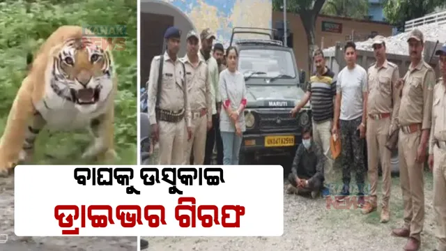 ଜାତୀୟ ଉଦ୍ୟାନ ଭିତରେ ବାଘକୁ ଉସକାଉଥିଲେ, ଭିଡ଼ିଓ ଭାଇରାଲ ହେବା ପରେ ଗିରଫ ହେଲେ ।