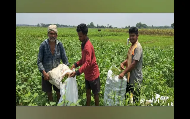 ଚର୍ଚ୍ଚାରେ କେନ୍ଦ୍ରାପଡ଼ାର ଗ୍ରାଜୁଏଟ୍ ଫାର୍ମର ।  ୪ ଏକର ଜମିରେ ବାଇଗଣ, ଭେଣ୍ଡି, ଟମାଟୋ ଓ ସୂର୍ଯ୍ୟମୁଖୀ ଚାଷ କରି ହେଉଛନ୍ତି ଲାଭବନ