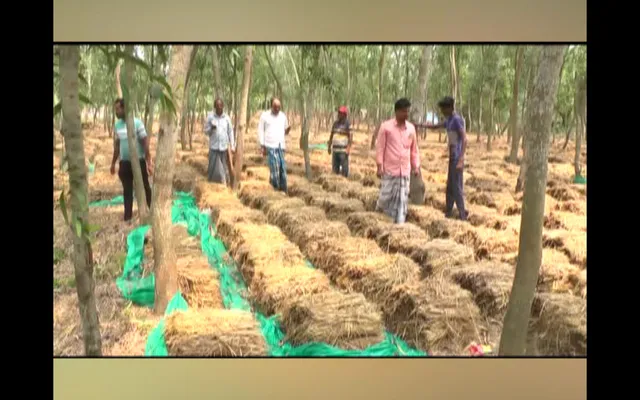 ଦିନେ ପେଟପାଟଣା ପାଇଁ ବାହାର ରାଜ୍ୟରେ ଖଟୁଥିଲେ ଦାଦନ, ଏବେ ୭ ଏକର ଜମି ଲିଜରେ ନେଇ କରୁଛନ୍ତି ଛତୁଚାଷ