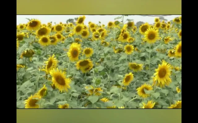 ଚାଷୀଙ୍କୁ ତୈଳବୀଜ ଚାଷ ପାଇଁ ପ୍ରୋତ୍ସାହନ ଦେଉଛି କୃଷି ବିଭାଗ, ଏକର ଏକର ଜମି ସୂର୍ଯ୍ୟମୁଖୀ ଚାଷକରି ସ୍ୱାବଲମ୍ବୀ ହେଉଛନ୍ତି ଧରାକୋଟ ବ୍ଲକର ଚାଷୀ