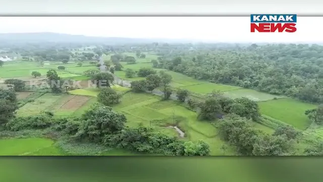 ପ୍ରାକୃତିକ ପଦ୍ଧତିରେ ଚାଷ କରି ଲାଭବାନ ହେଉଛନ୍ତି ସୁନ୍ଦରଗଡ଼ ଜିଲ୍ଲାର ଆଦିବାସୀ ଚାଷୀ। ୮୦ ଏକର ଜମିରେ ଫଳିଛି ଧାନ ଓ ଚିନାବାଦାମ।