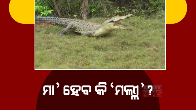 ପର୍ଯ୍ୟଟକଙ୍କ ଆକର୍ଷଣର କେନ୍ଦ୍ରବିନ୍ଦୁ ପାଲଟିଛନ୍ତି ଭିତରକନିକାର ଗୋରୀ ଓ ମଲ୍ଲୀ କୁମ୍ଭୀର। ନିସଙ୍ଗ ଜୀବନ ବିତାଉଛି ମଲ୍ଲୀ ଅଣ୍ଡା ଦେବା ପାଇଁ ବାନ୍ଧୁଛି ବସା 