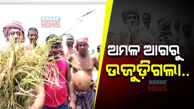 ଧାନ ବିଲରେ କାଳବୈଶାଖୀ ପ୍ରଭାବ। ଅମଳ ଆଗରୁ ଉଜୁଡି଼ଗଲା ଧାନ ଫସଲ।