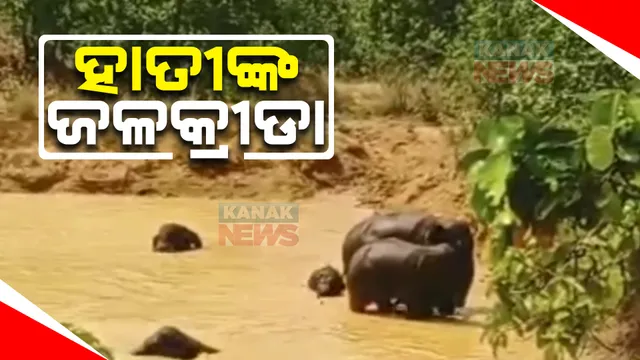 ଗରମରୁ ରକ୍ଷା ପାଇଁ ପାଣିରେ ହାତୀପଲଙ୍କ ଜଳକ୍ରୀଡା : ଭିଡିଓ ଉତ୍ତୋଳନ କଲେ ଲୋକେ; ସୁରକ୍ଷା ଦୃଷ୍ଟିରୁ ହାତୀଙ୍କ ଉପରେ ବନ ବିଭାଗ ନଜର
