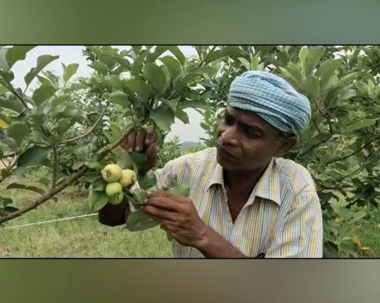 ପନିପରିବା ଚାଷ ପରେ ଏବେ ଫଳ ଚାଷ ଦେଇଛି ସଫଳତା, ବିଭିନ୍ନ ପ୍ରକାର ଫଳ ଚାଷ କରି ରୋଜଗାର କରୁଛନ୍ତି ରବିନ୍ଦ୍ର