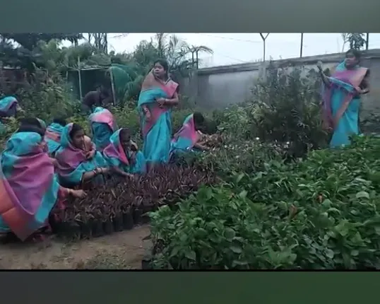 ଆଠଗଡରେ ଏସଏଚଜି ମହିଳାଙ୍କ ନିଆରା ଉଦ୍ୟମ, ପ୍ଲାଣ୍ଟ ଚାରା ନର୍ସରୀ କରି କରୁଛନ୍ତି ଭଲ ରୋଜଗାର