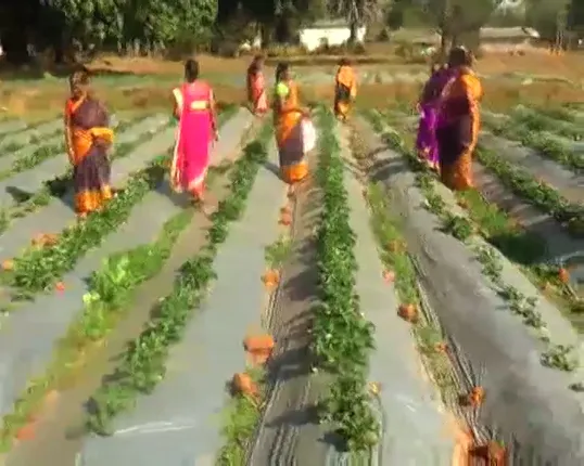 ହଳଦୀ ପରେ ଏବେ ବ୍ରାଣ୍ଡିଂ ହେଉଛି କନ୍ଧମାଳ ଷ୍ଟ୍ରବେରୀ, ୬ ଟି ବ୍ଲକର ୧୪ ଏକର ଜମିରେ ହୋଇଛି ଚାଷ