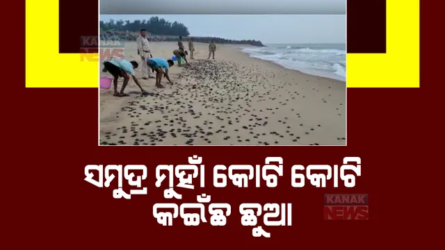 ସମୁଦ୍ର ମୁହାଁ କୋଟି କୋଟି କଇଁଛ ଛୁଆ। ଗହୀରମଥାରେ ଗତ ଫେବୃଆରୀରେ ସାମୂହିକ ଅଣ୍ଡାଦାନ କରିଥିଲେ ମା’ କଇଁଛ।