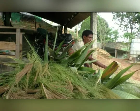 ବୁଡି ଯାଉଥିବା ବେଉଶାକୁ ଜୀବିତ କରି ଆଦିବାସୀ ହେଉଛନ୍ତି ଆତ୍ମନିର୍ଭର, ଜଙ୍ଗଲରୁ କଞ୍ଚାମାଲ ସଂଗ୍ରହ କରି ପ୍ରସ୍ତୁତ କରୁଛନ୍ତି ଫୁଲ ଝାଡୁ