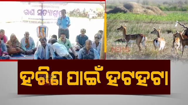 ହରିଣଙ୍କ ପାଇଁ ଚାଷୀଙ୍କ ହରତାଳ! ଫସଲ କରୁଛନ୍ତି ନଷ୍ଟ, ଚାଷୀ ହନ୍ତସନ୍ତ