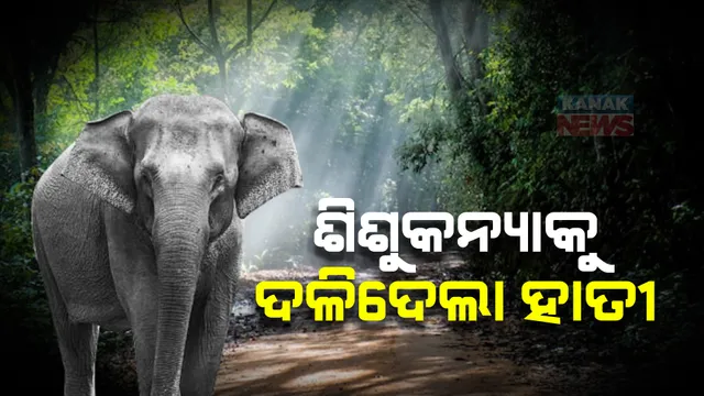 ସରଳିଆ ଚିତ୍ରାଶୁଳ ଗାଁରେ ଅଘଟଣ : ଘରେ ପଶି ଶିଶୁକନ୍ୟାକୁ ଦଳିଦେଲା ହାତୀ