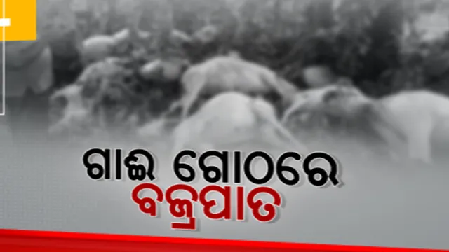 ଗାଈ ଗୋଠରେ ହେଲା ବଜ୍ରପାତ: ଆମ୍ବ ଗଛ ମୂଳେ ଆଶ୍ରୟ ନେଇଥିବା ବେଳେ ବଜ୍ରାଘାତରେ ୧୯ଟି ଗାଈଙ୍କ ମୃତ୍ୟୁ