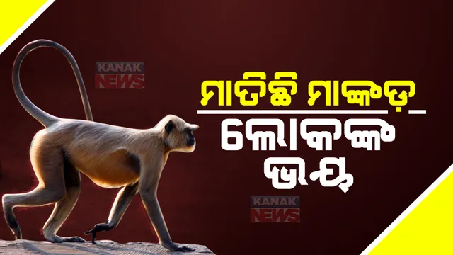 ମାଙ୍କଡ଼ ଆତଙ୍କ : ୨ ମାସ ଭିତରେ ୧୨ରୁ ଉର୍ଦ୍ଧ୍ୱ ବ୍ୟକ୍ତି ଆହତ; ଘରୁ ବାହାରିବାକୁ ଭୟ କରୁଛନ୍ତି ଲୋକେ