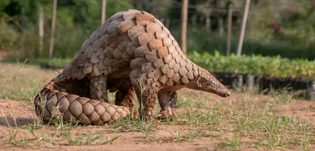 ବେଆଇନ ଭାବେ ବଜ୍ରକାପ୍ତା ଚାଲାଣ କରୁଥିଲେ ଫରେଷ୍ଟର : ଚଢାଉ କରି ୬ଜଣଙ୍କୁ ଗିରଫ କଲା ପୋଲିସ