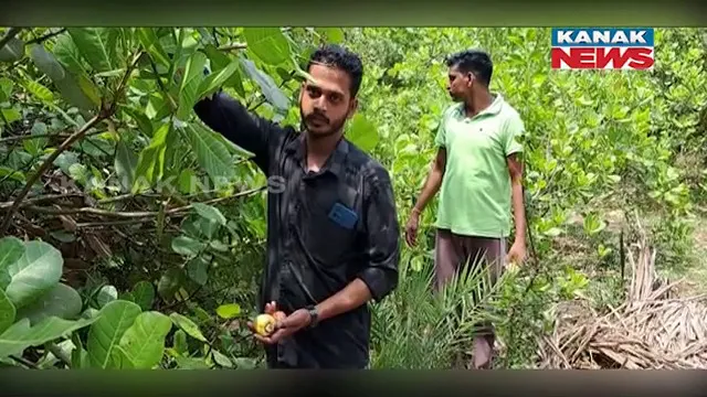 ଇଞ୍ଜିନିୟରରୁ ସଫଳ ଚାଷୀ: ଆଖୁ, ପନିପରିବା ଓ କାଜୁବାଦାମ ଚାଷ କରି ଲାଭବାନ ହେଉଛନ୍ତି କେନ୍ଦ୍ରାପଡ଼ାର ଦିବ୍ୟରଞ୍ଜନ