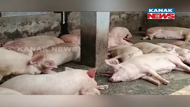 ଧଳା ଘୁଷୁରି ଚାଷ କରି ଚର୍ଚ୍ଚାରେ ମାହାଙ୍ଗା ଅଞ୍ଚଳର ମେକାନିକାଲ ଇଞ୍ଜିନିୟର। ଇଟାଲୀବନ୍ଧୁଙ୍କ ଠାରୁ ପ୍ରେରଣା ପାଇଁ ଆରମ୍ଭ କରିଛନ୍ତି ଧଳା ଘୁଷୁରି ଫାର୍ମ ।