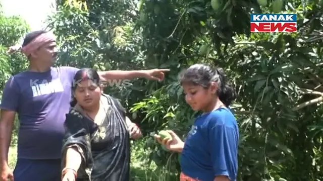 ପେଶା ପୋଲିସ ଚାକିରି, ହେଲେ ନିଶା ତାଙ୍କର ଚାଷ କାମ। ୧୬ ଏକର ଜମିରେ ଲଗାଇଛନ୍ତି ବିଭିନ୍ନ ପ୍ରଜାତିର ଆମ୍ବ