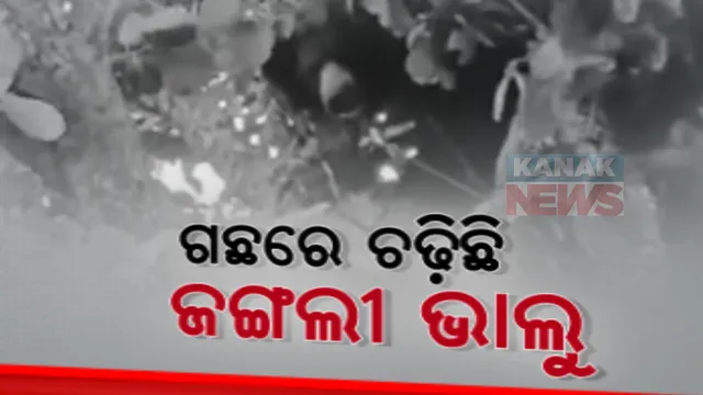 ଗଛରେ ଭାଲୁ, ତଳେ ଜଗିଛନ୍ତି ବନ କର୍ମଚାରୀ। ନବରଙ୍ଗପୁରରେ ଜଙ୍ଗଲ ଛାଡି ବାରମ୍ବାର ଗାଁ ମୁହାଁ ହେଉଛନ୍ତି ଜଙ୍ଗଲୀ ଜନ୍ତୁ