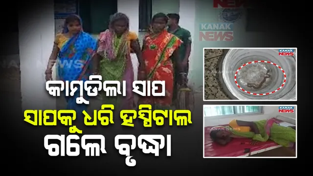କାମୁଡିଦେଲା ବିଷଧର ସାପ : ଉପସ୍ଥିତ ବୁଦ୍ଧି ଯୋଗୁଁ ଜୀବନ ବଞ୍ଚାଇଲେ ବୃଦ୍ଧା; ସାପକୁ ଧରି ହସ୍ପିଟାଲରେ ପହଞ୍ଚିଲେ