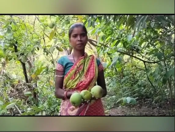 କଳାହାଣ୍ଡି କୋକସରା ଅଂଚଳରେ ଏସଏଚଜି ମହିଳାଙ୍କ ନିଆରା ପ୍ରୟାସ, ଆମ୍ବ ଓ ପିଜୁଳି ବଗିଚା ଲିଜ୍ ନେଇ ହେଉଛନ୍ତି ଆତ୍ମନିର୍ଭର