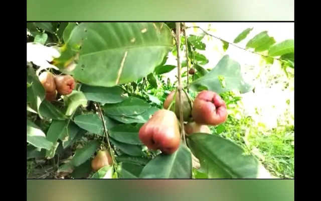 ଓଡିଶା ମାଟିରେ ବିଦେଶୀ ଫଳ । ଥାଇଲାଣ୍ଡ ପିଜୁଳି, କଦଳୀ, ମୌସୁମୀ, ମିଆଁଜାକି ଓ ଆମ୍ବ ଚାଷ କରି ଚର୍ଚ୍ଚାରେ ଜଳେଶ୍ୱରର ଯୁବଚାଷୀ