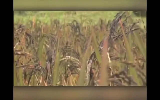 ଆସାମ ଗଲା କୋରାପୁଟର କଳାବତୀ ଧାନ, ଜିଲ୍ଲାପାଳ କଲେ ଶୁଭାରମ୍ଭ । ପ୍ରଚୁର ପୋଷକ ତତ୍ୱ ଥିବାରୁ ବଢୁଛି ଚାହିଦା