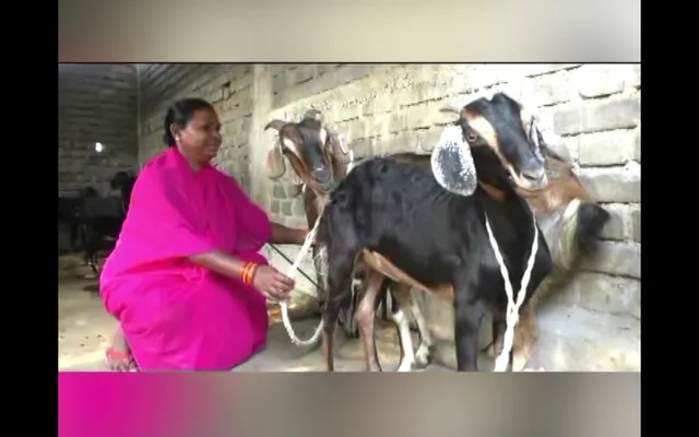 ସମୟ ବଦଳିବା ସହ ବଦଳୁଛି ମହିଳାଙ୍କ କାର୍ଯ୍ୟଦକ୍ଷତା । ଛେଳି ପାଳନ କରି ଆତ୍ମନିର୍ଭର ହେଉଛନ୍ତି ସ୍ୱୟଂ ସହାୟକ ଗୋଷ୍ଠୀର ମହିଳା