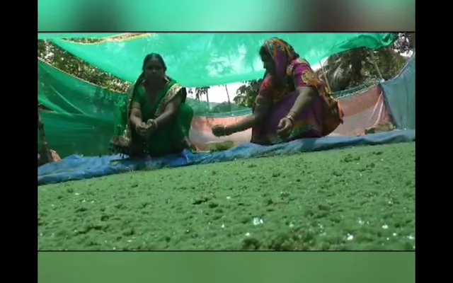 ଆଜୋଲା ଚାଷ କରି ଚର୍ଚ୍ଚାରେ ଖୋର୍ଦ୍ଧାର ଏସଏଚଜି ମହିଳା, କିଲୋପ୍ରତି ୯୦ରୁ ୧୦୦ ଟଙ୍କାରେ ହେଉଛି ବିକ୍ରି