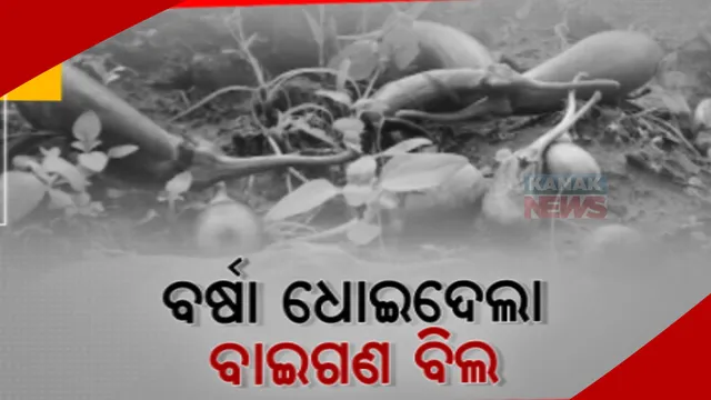 ଚାଷୀଙ୍କ ଆଶା ଧୋଇଦେଲା ବର୍ଷା। ଅନୁଗୁଳରେ ପ୍ରବଳ ବର୍ଷା ଯୋଗୁଁ ଏକର ଏକର ଜମିରେ ଫସଲ ନଷ୍ଟ