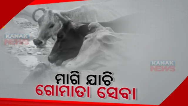 ମୁଠି ଚାଉଳରେ ଗୋ-ସେବା। ସେବା ଯୋଗାଉଛି ୮୦ ବର୍ଷର ଅନୁଷ୍ଠାନ
