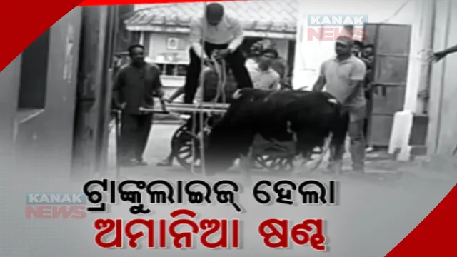 କାବୁ ହେଲା ଜୟପୁରର ସହରରେ ଆତଙ୍କ ଖେଳାଇଥିବା ଷଣ୍ଢ। ମାରଣା ଷଣ୍ଢକୁ ଟ୍ରାଙ୍କୁଲାଇଜ୍ କଲେ ପଶୁ ସଂପଦ ବିଭାଗ କର୍ମଚାରୀ
