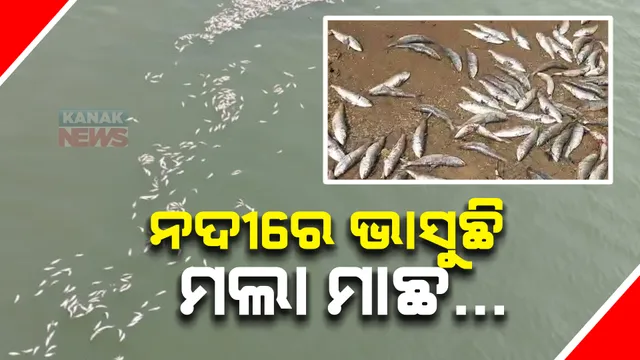 ନଦୀରେ ଭାସୁଛି ମଲା ମାଛ : ବାହୁଦା ନଦୀ କୂଳରେ ଟନ ଟନ ମଲା ମାଛ ପଡ଼ି ରହିଛି