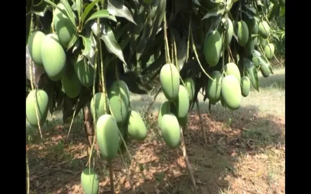 ବ୍ୟାଙ୍କ ଚାକିରିରୁ ଅବସର ପରେ ଆମ୍ବ ଚାଷ କରିଛନ୍ତି ବୌଦ୍ଧର ବୁଦ୍ଧିମନ୍ତ, ୨୦ ଏକର ଜମିରେ ଲଗାଇଛନ୍ତି ରୁ ଅଧିକ ଆମ୍ବଗଛ