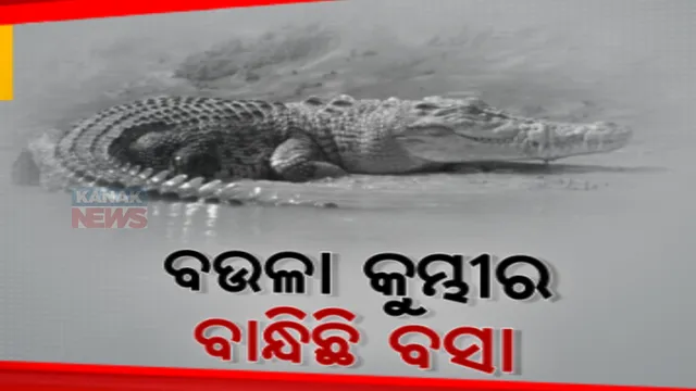 ଭିତରକନିକାରେ ୧୨୨ଟି କୁମ୍ଭୀର ବସା ଚିହ୍ନଟ। ଜଙ୍ଗଲରେ ବୁଲି ବୁଲି ବଉଳା କୁମ୍ଭୀର ବସା ଚିହ୍ନଟ କଲେ ବନ କର୍ମଚାରୀ