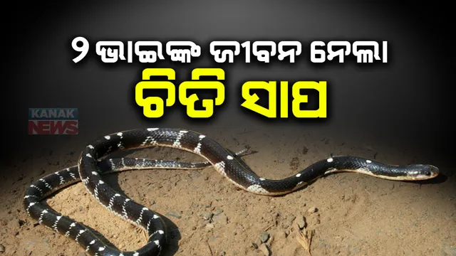 ବଂଶ ବୁଡ଼ାଇ ଦେଲା ସାପ : ଚାଲିଗଲା ଗୋଟିଏ ପରିବାରର ୨ ଭାଇଙ୍କ ଜୀବନ