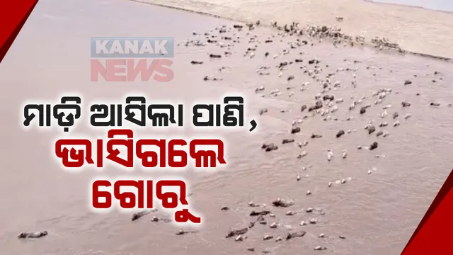 ଶୋଷ ମେଣ୍ଟାଇବାକୁ ଯାଇଥିଲେ, ମାଡି ଆସିଲା ବଢି ପାଣି; ଭାସି ଗଲେ ଶହ ଶହ ଗାଈଗୋରୁ