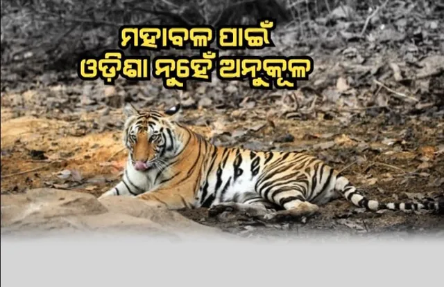 ମହାବଳ ପାଇଁ ଓଡ଼ିଶା ନୁହେଁ ଅନୁକୂଳ। ଦେଶରେ ବଢୁଛି, ରାଜ୍ୟରେ କମୁଛି ବାଘ ସଂଖ୍ୟା